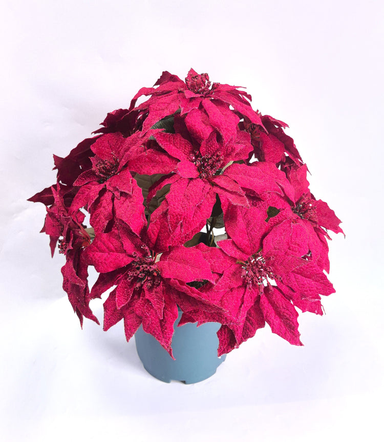 Potted red poinsettia plant on a white background