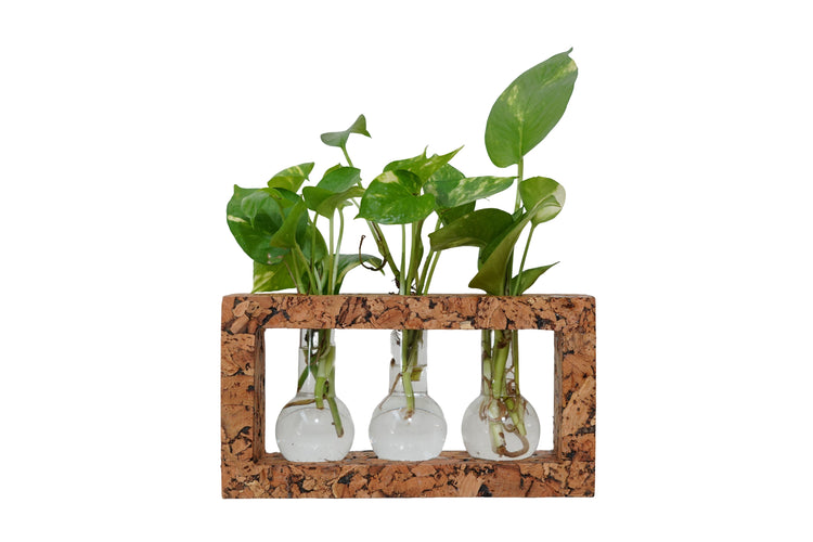 Three glass vases with plants inside, set against a cork frame on a white background