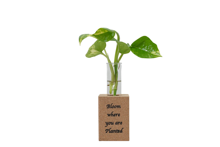 Small potted plant in a clear vase with a wooden base on a white background