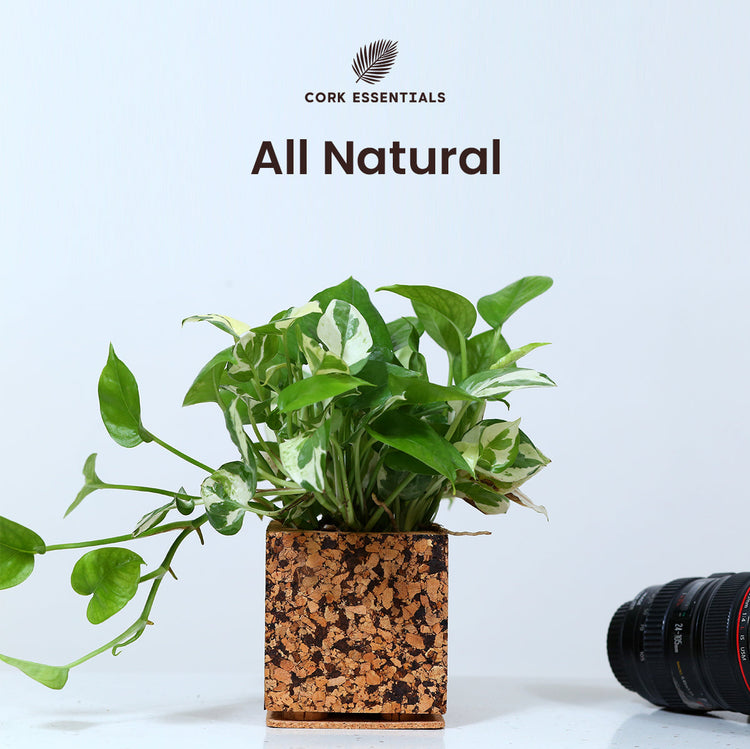 Cork plant pot with a plant on a light background, featuring the Cork Essentials brand.