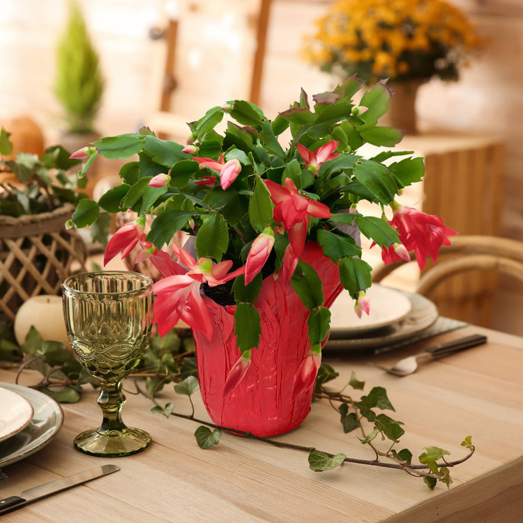 Pink potted plant on a table with a blurred background