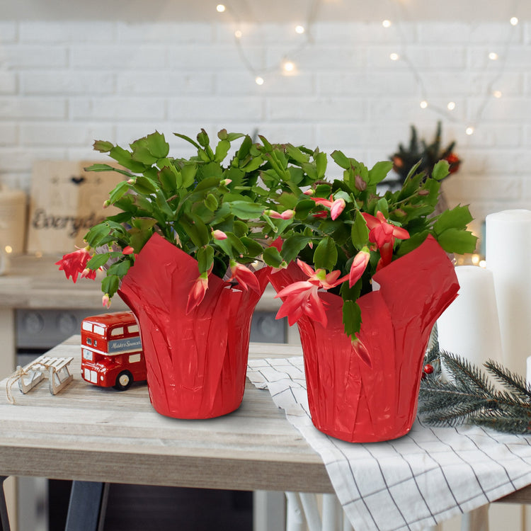 Two potted plants in red pots on a table with a festive background.