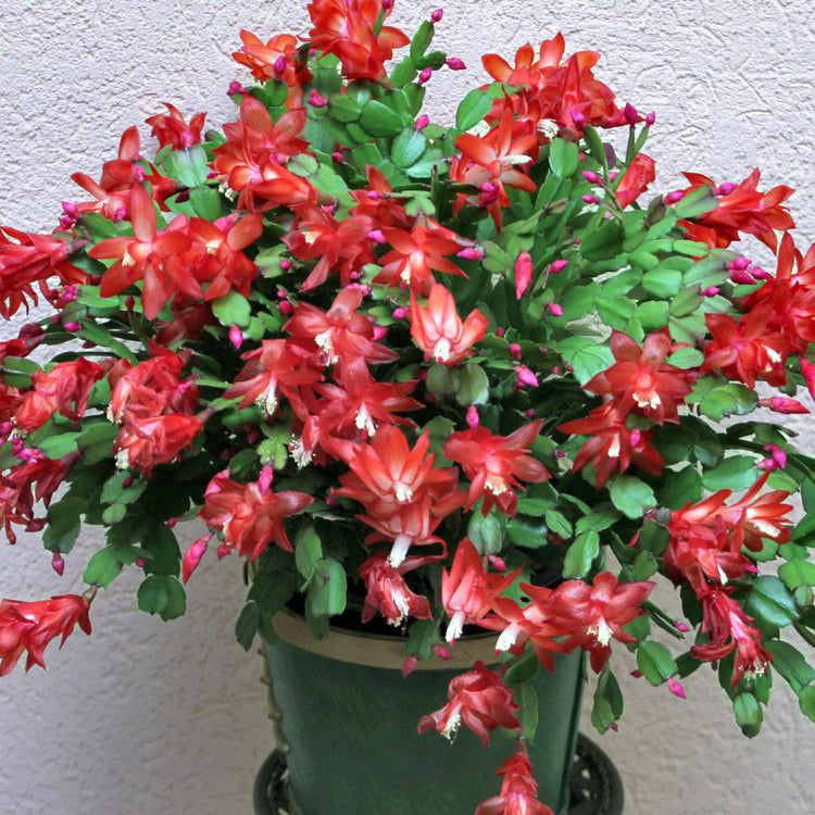 Potted Christmas cactus with red and pink flowers against a light background