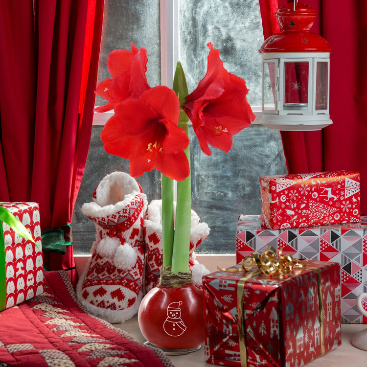 1-Piece Red Waxed Amaryllis w/Snowman Stencil