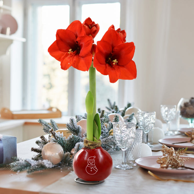 4-Piece Red Waxed Amaryllis w/Snowman Stencil