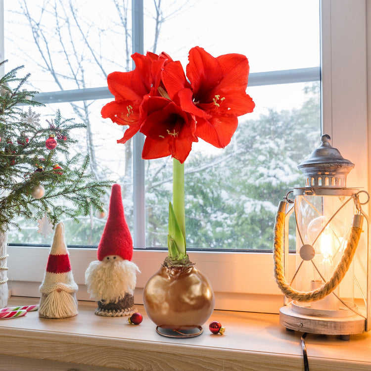 4-Piece Metallic Bronze Waxed Amaryllis