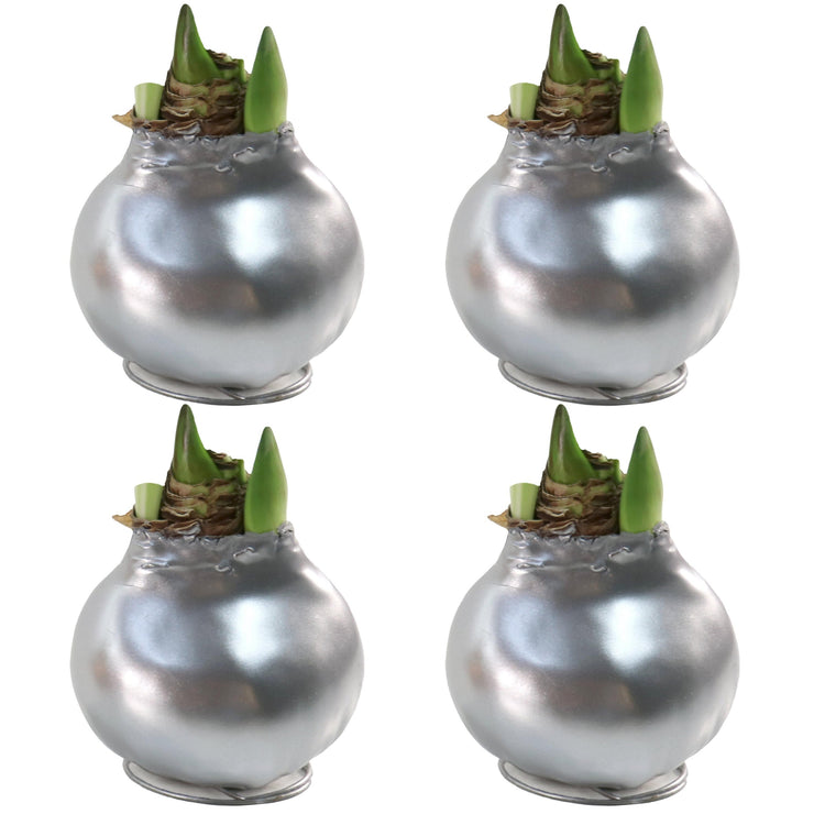 Four silver glass vases with plant sprouts on a white background
