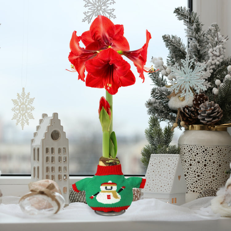 4-Piece Waxed Amaryllis w/Snowman Sweater
