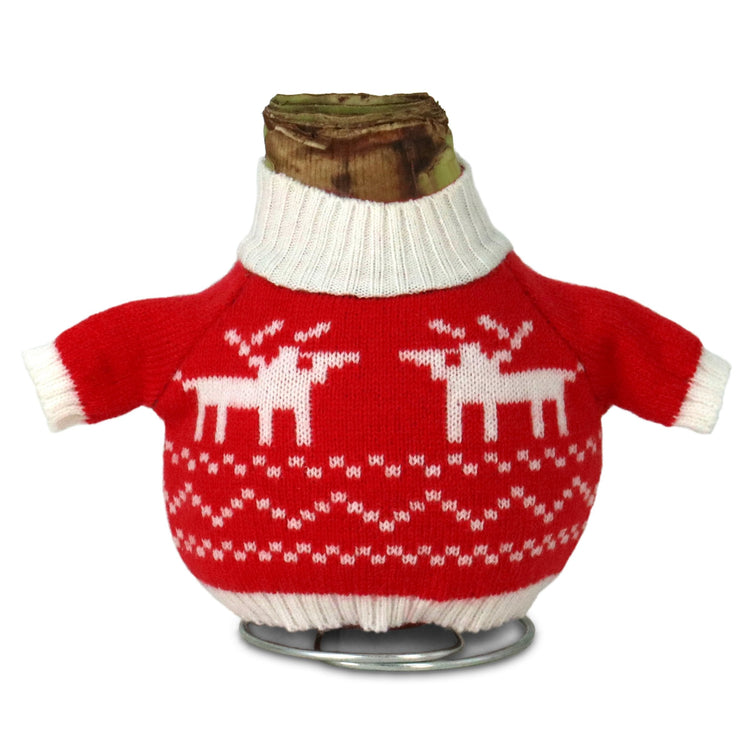 1-Piece Waxed Amaryllis w/Reindeer Sweater