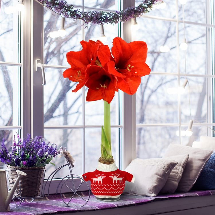 4-Piece Waxed Amaryllis w/Reindeer Sweater