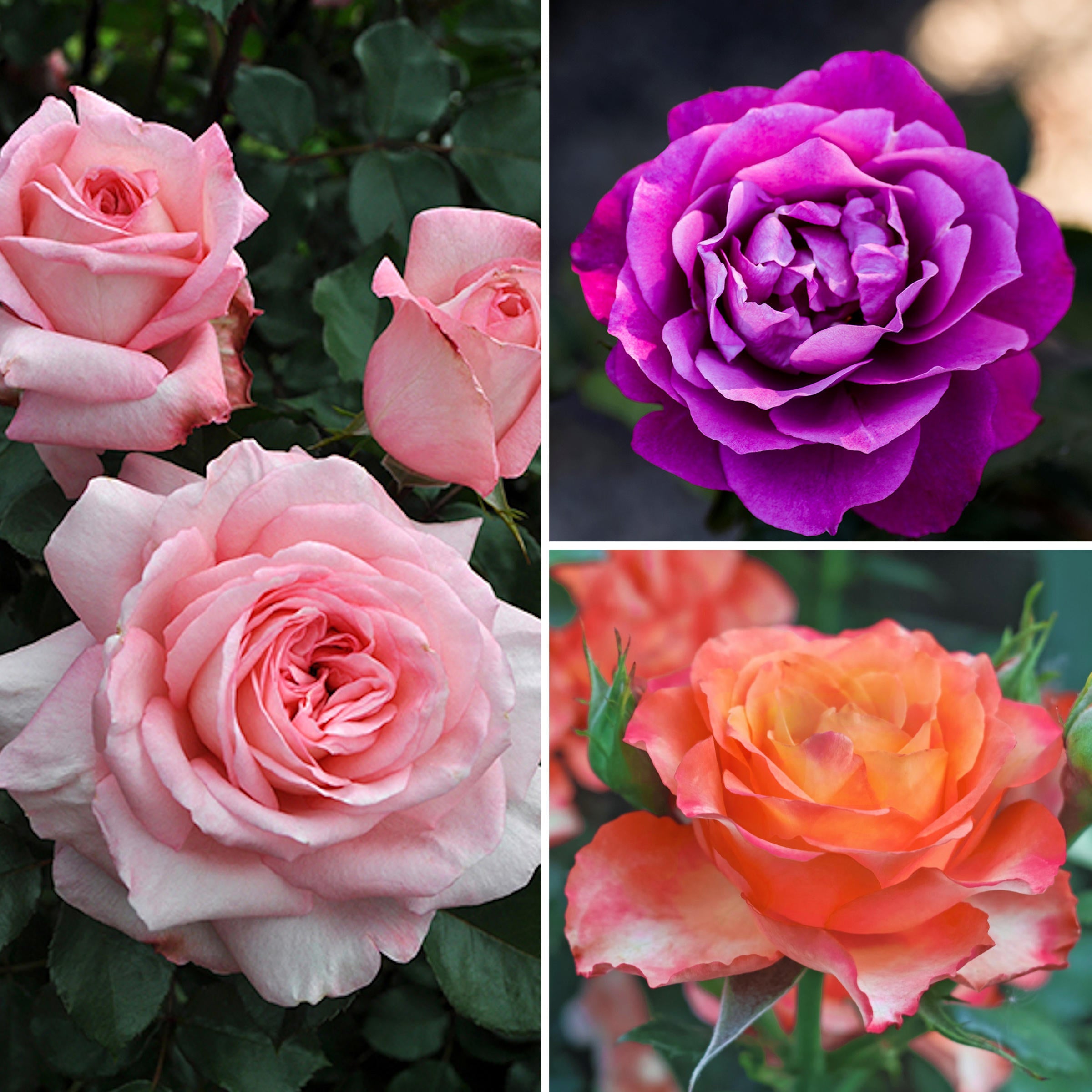 Rose Rose 3-Piece Easy-to-Grow Fragrance Roses