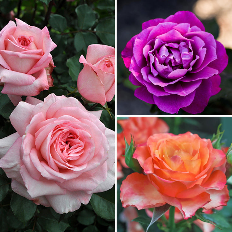 Collage of pink, purple, and orange roses with green leaves.