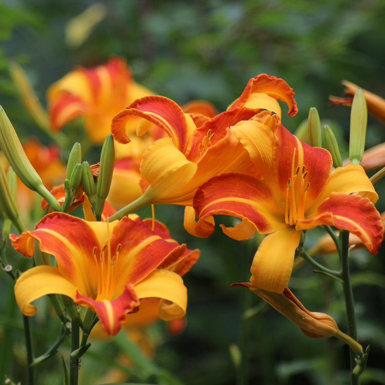Close-up of vibrant orange and yellow lilies with a blurred green background