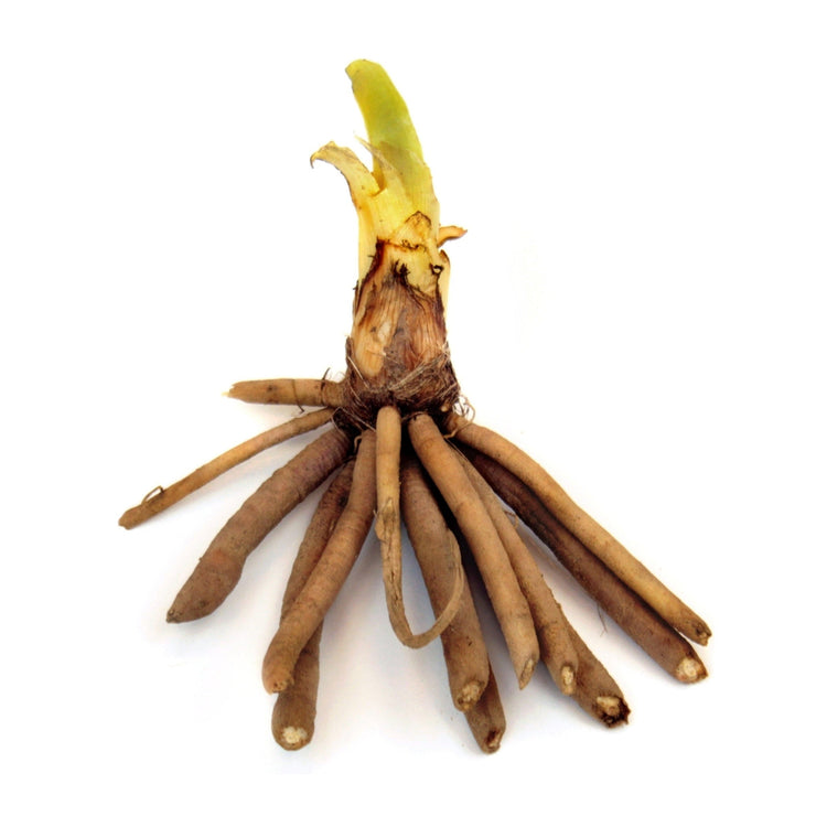 Roots of a plant with a green shoot on a white background