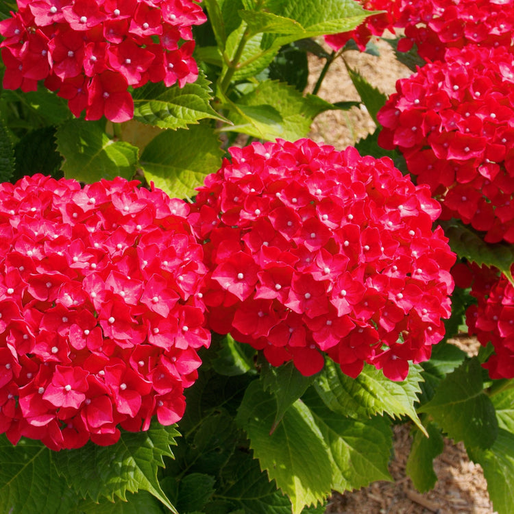 Close-up of vibrant red hydrangea flowers with green leaves.