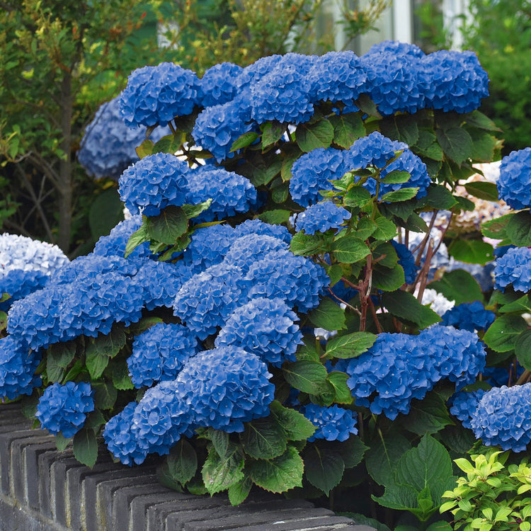 Blue hydrangeas in a garden setting with green foliage.