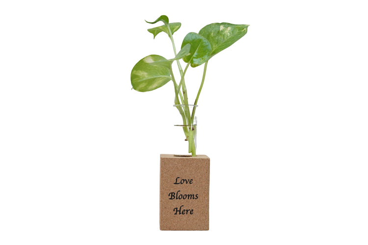 Fridge Magnet Planter Love Blooms Here With Test Tube