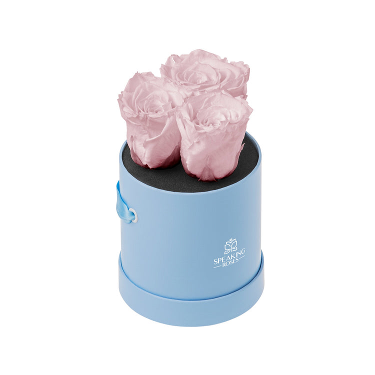 Light blue round flower box with pink roses on a white background