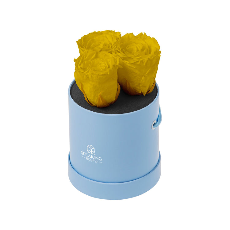 Yellow roses in a blue cylindrical container on a white background
