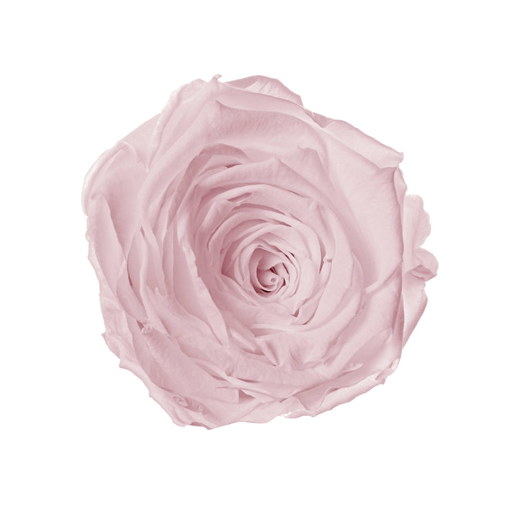 Single light pink rose on a white background