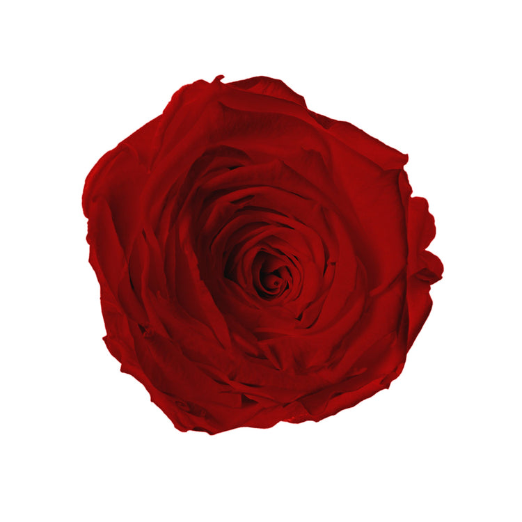 Close-up of a red rose on a white background