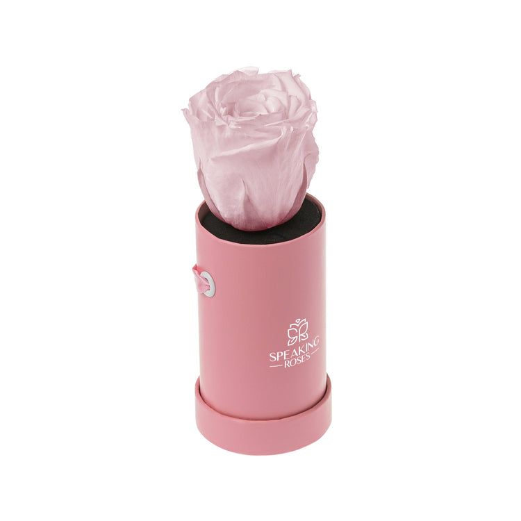 Pink rose in a cylindrical pink holder with 'Speaking Roses' logo on a white background
