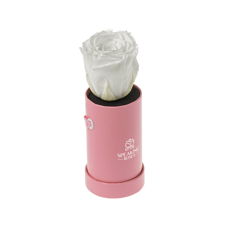 White rose in a pink cylindrical container with 'Speaking Roses' branding on a white background