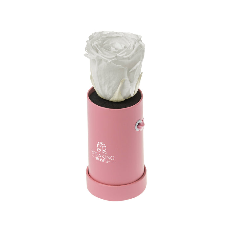White rose in a pink cylindrical container on a white background