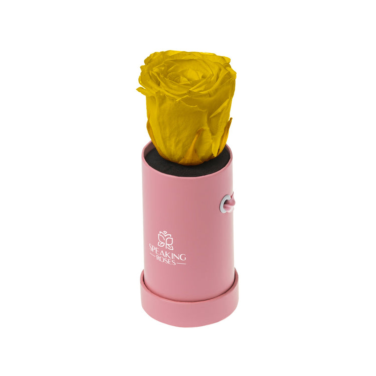 Yellow rose in a pink cylindrical container on a white background