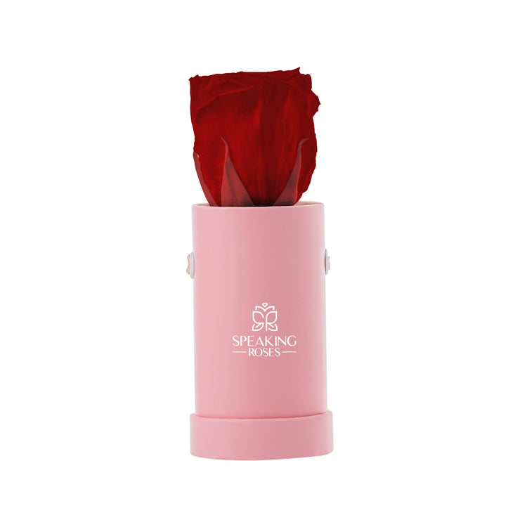 Red rose in a pink cylindrical container with 'Speaking Roses' logo on a white background