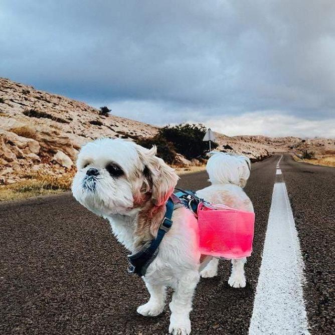 solar-lantern-for your next evening walk with your best friend.