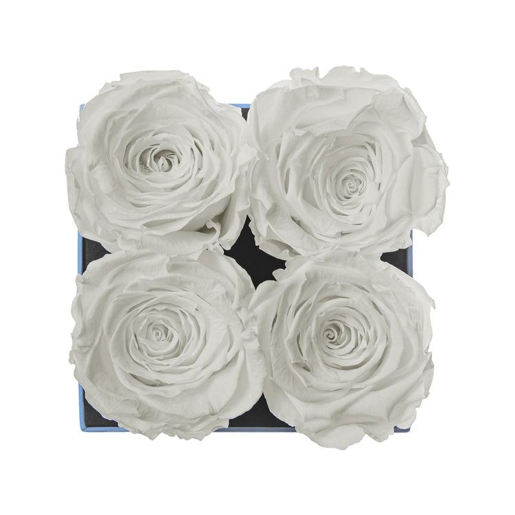 Four white roses in a box on a white background