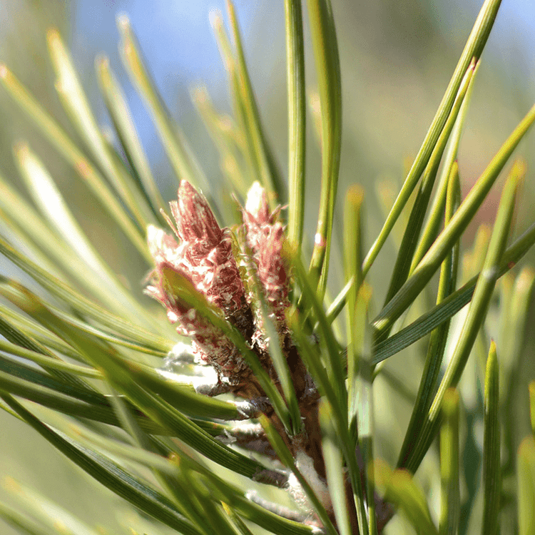 Close-up of pine needles with young cones on a blurred natural background