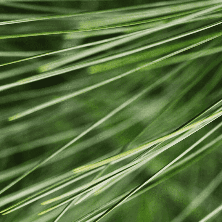 Close-up of green grass blades with a blurred background