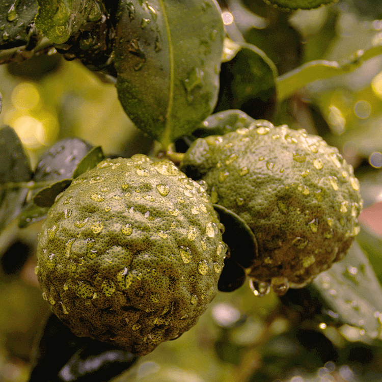 Green fruits with water droplets on a leafy background