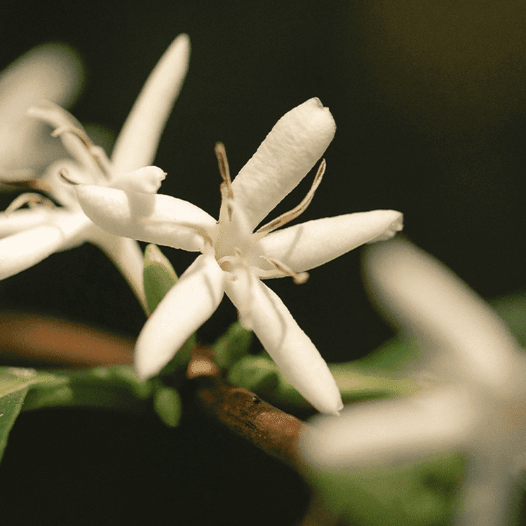 Rosy Glow Air Scent Refill