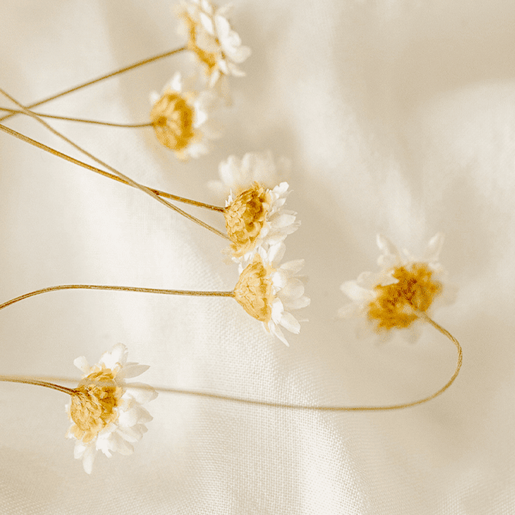 Dried flowers on a beige background