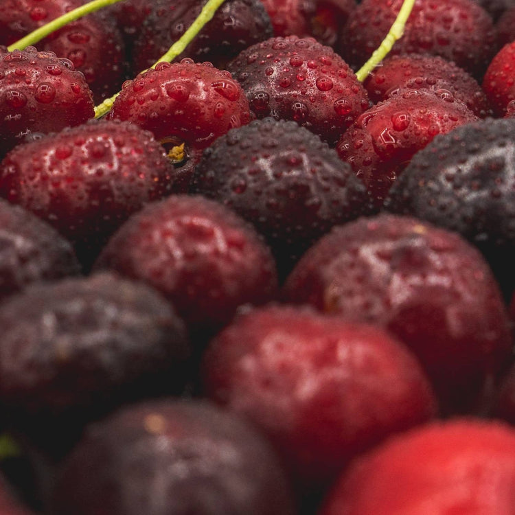 Close-up of dark red and black berries with a blurred background