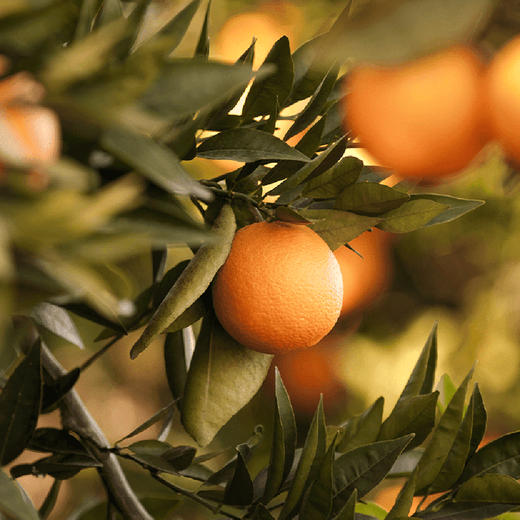 Oranges on a tree branch with a blurred background