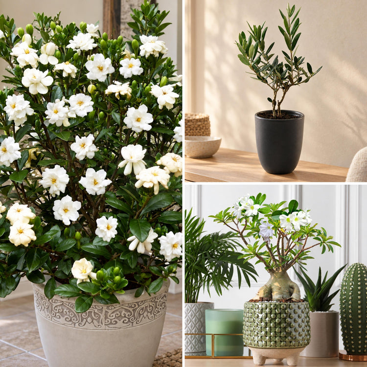 Cottage Farms Direct Houseplant