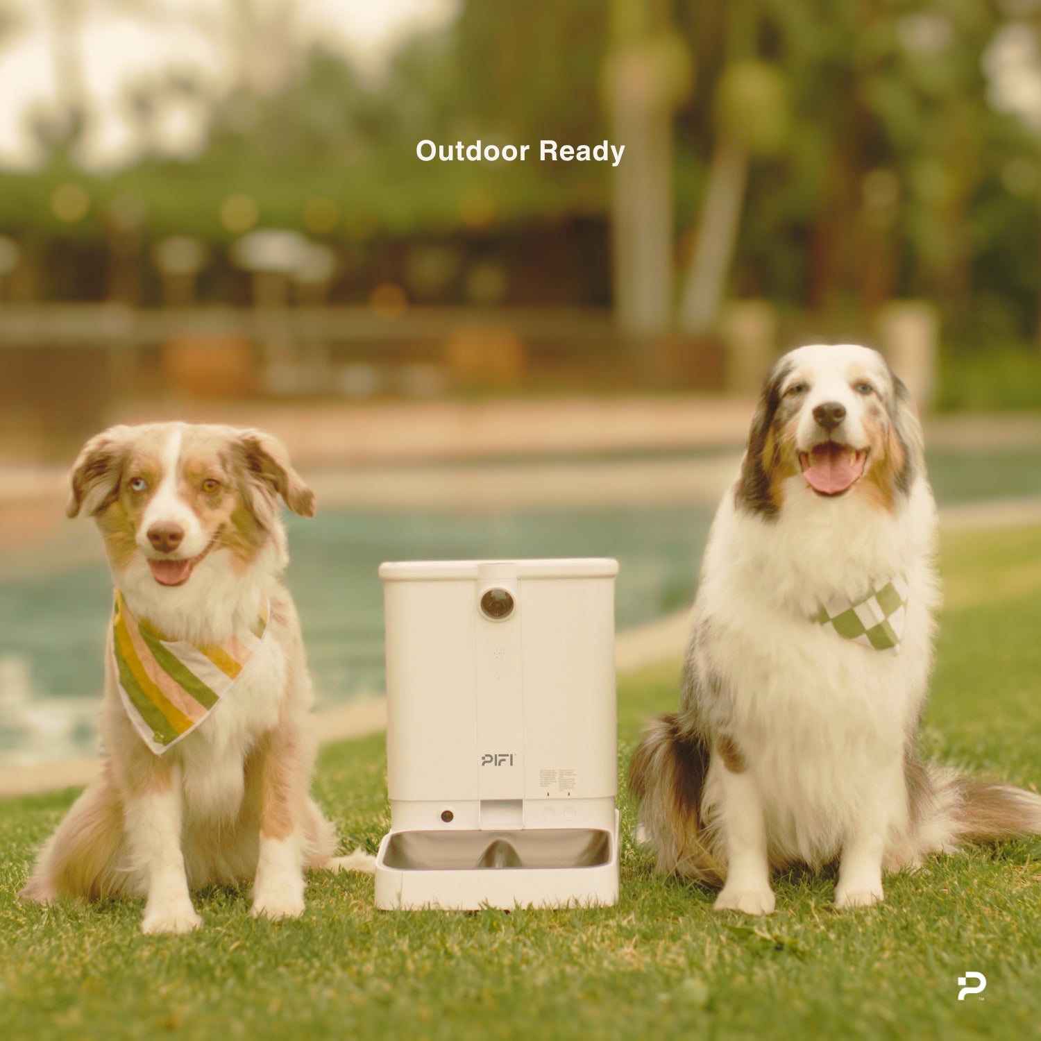 Two dogs sitting on grass with a pet fountain labeled 'Outdoor Ready'.