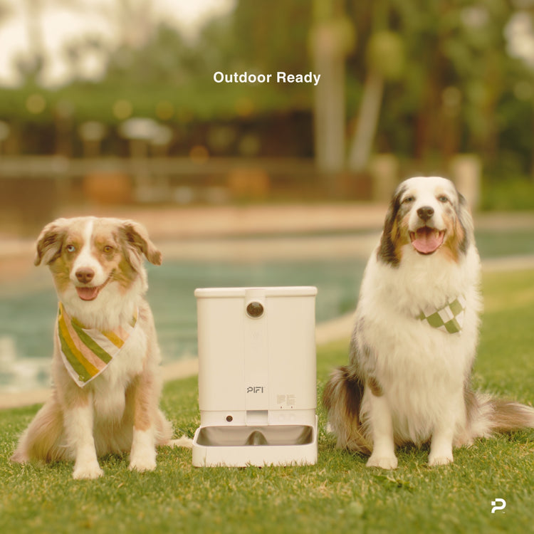 Two dogs sitting on grass with a pet fountain labeled 'Outdoor Ready'.