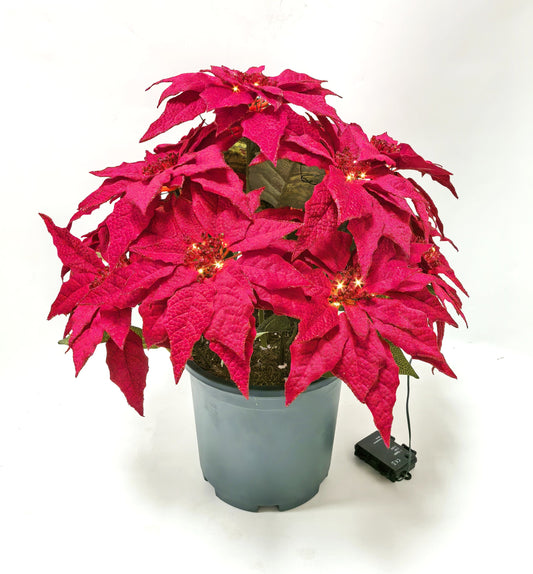 Potted pink poinsettia plant with small lights on a white background