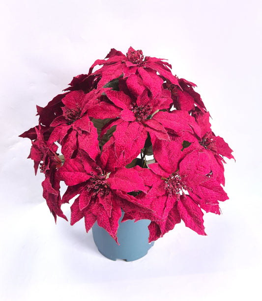 Potted pink poinsettia plant with small lights on a white background