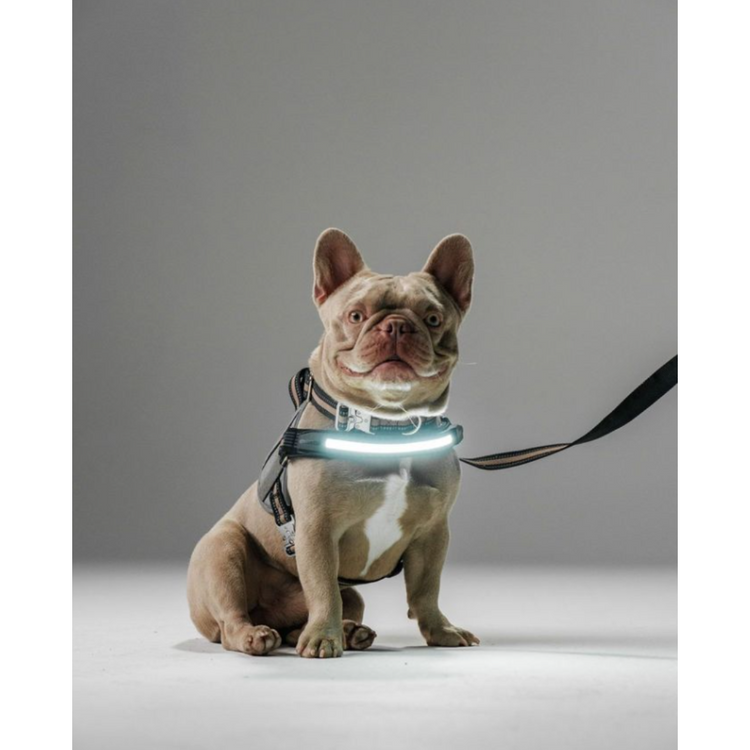 Lumi One Dog Harness - Black