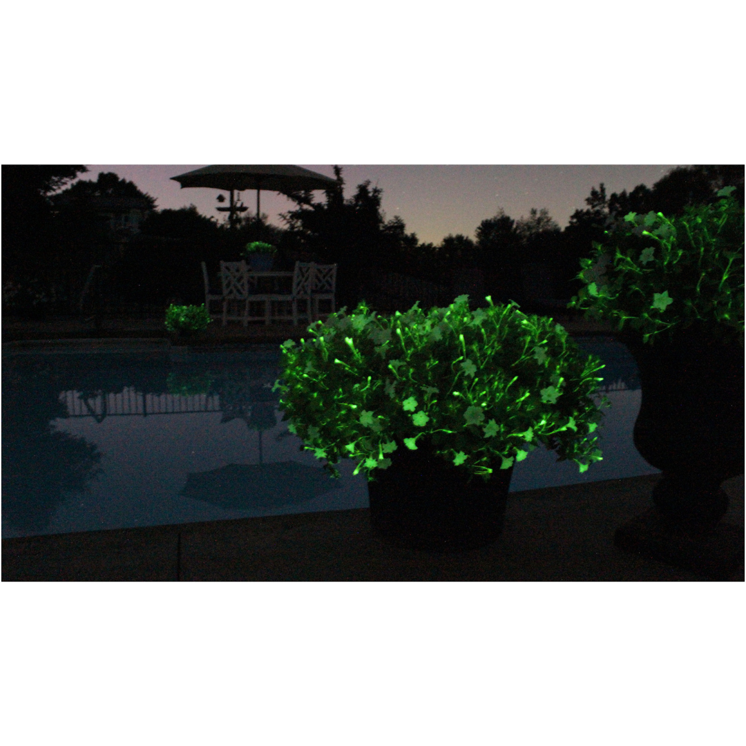Petunia Hybrid Glow in the Dark Firefly with Fertilizer Sample