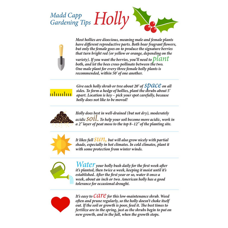 HOLIDAY FLORAL BUNDLE:  I AM POINSETTIA 350 & I AM HOLLY 350