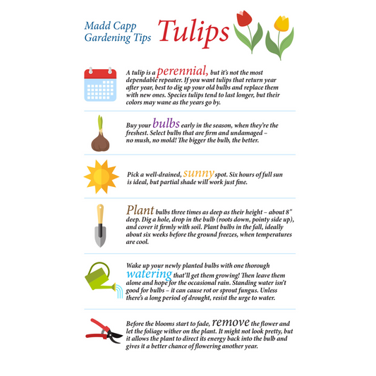 I AM TULIP 350