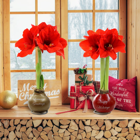 Wax-Dipped Amaryllis Bulb