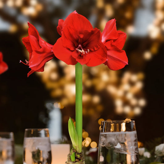 Wax-Dipped Amaryllis Bulb